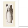 Teeth of Lophiodon by Anonymous