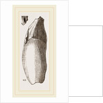 Teeth of Lophiodon by Anonymous