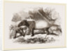 Indian or Malay Tapir by Anonymous