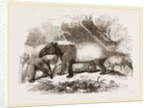 Indian or Malay Tapir by Anonymous