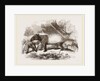 Indian or Malay Tapir by Anonymous