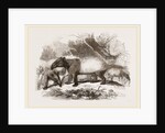 Indian or Malay Tapir by Anonymous