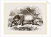 Indian or Malay Tapir by Anonymous