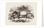 Indian or Malay Tapir by Anonymous