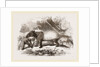 Indian or Malay Tapir by Anonymous