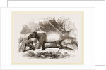 Indian or Malay Tapir by Anonymous
