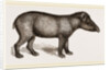 American Tapir by Anonymous