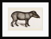 American Tapir by Anonymous