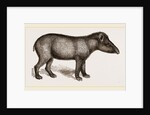 American Tapir by Anonymous