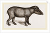 American Tapir by Anonymous