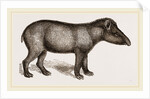 American Tapir by Anonymous