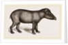 American Tapir by Anonymous