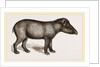 American Tapir by Anonymous