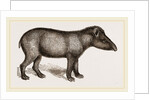 American Tapir by Anonymous