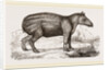 Young Tapir by Anonymous