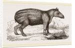 Young Tapir by Anonymous