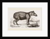 Young Tapir by Anonymous