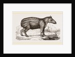 Young Tapir by Anonymous