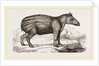 Young Tapir by Anonymous