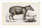 Young Tapir by Anonymous