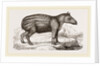 Young Tapir by Anonymous