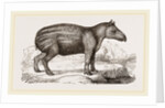 Young Tapir by Anonymous
