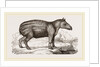 Young Tapir by Anonymous
