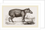 Young Tapir by Anonymous