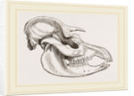 Skull of American Tapir by Anonymous