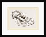 Skull of American Tapir by Anonymous