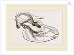 Skull of American Tapir by Anonymous