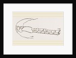 Teeth of Sumatran Tapir by Anonymous
