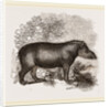 American Tapir by Anonymous