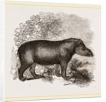 American Tapir by Anonymous