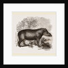 American Tapir by Anonymous