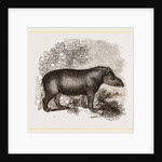 American Tapir by Anonymous