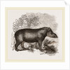 American Tapir by Anonymous