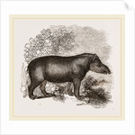 American Tapir by Anonymous
