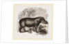 American Tapir by Anonymous