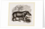 American Tapir by Anonymous