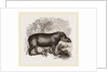 American Tapir by Anonymous