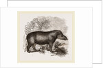 American Tapir by Anonymous