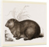 Hyrax by Anonymous