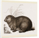 Hyrax by Anonymous