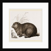 Hyrax by Anonymous