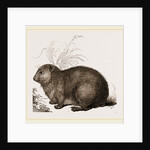 Hyrax by Anonymous