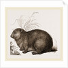 Hyrax by Anonymous