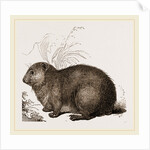 Hyrax by Anonymous