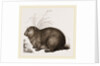 Hyrax by Anonymous