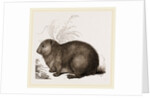 Hyrax by Anonymous